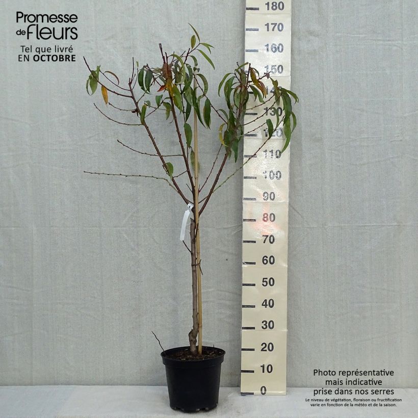 Spécimen de Pêcher Redhaven Pot de 7,5L/10L, Gobelet tel que livré en automne