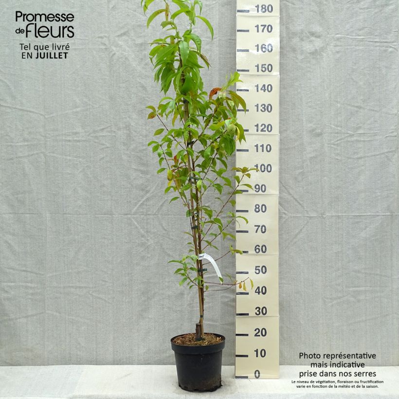 Spécimen de Pêcher Suncrest - Prunus persica tel que livré en ete