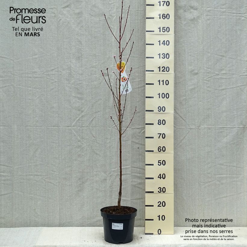 Spécimen de Pêcher Suncrest - Prunus persica en pot de 7.5L Gobelet tel que livré au printemps