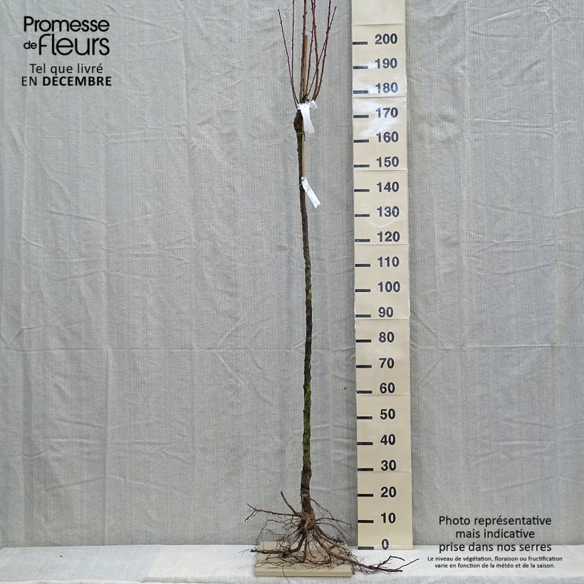 Spécimen de Pêcher Triumph - Prunus persica Demi-tige en racines nues tel que livré en hiver