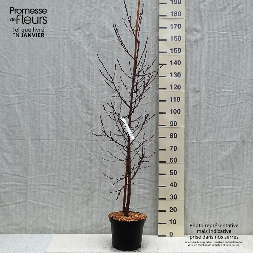 Spécimen de Pêcher à fleurs - Prunus persica Taoflora Pink Pot de 7,5L/10L, Baliveau tel que livré en hiver
