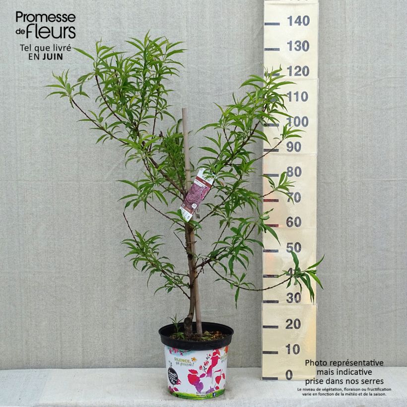 Spécimen de Pêcher à fleurs - Prunus persica Taoflora Pink tel que livré au printemps