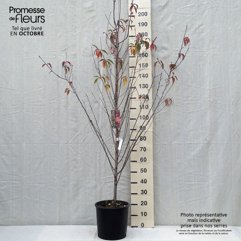 Spécimen de Pêcher à fleurs - Prunus persica Taoflora Red Pot de 7,5L/10L, Baliveau tel que livré en automne