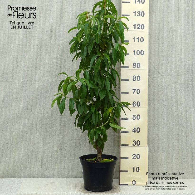 Spécimen de Pêcher de Vigne Jaune - pêche de vigne Pot de 7,5L/10L tel que livré en été