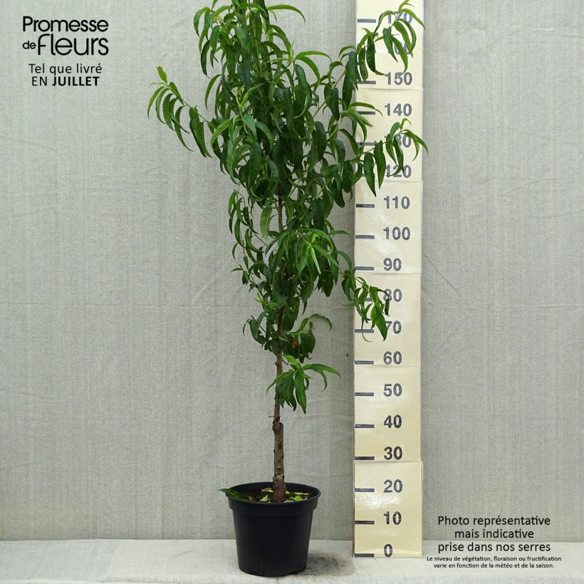 Spécimen de Pêcher de Vigne blanche - Pêche de vigne en gobelet de 7,5/10 litres tel que livré en été