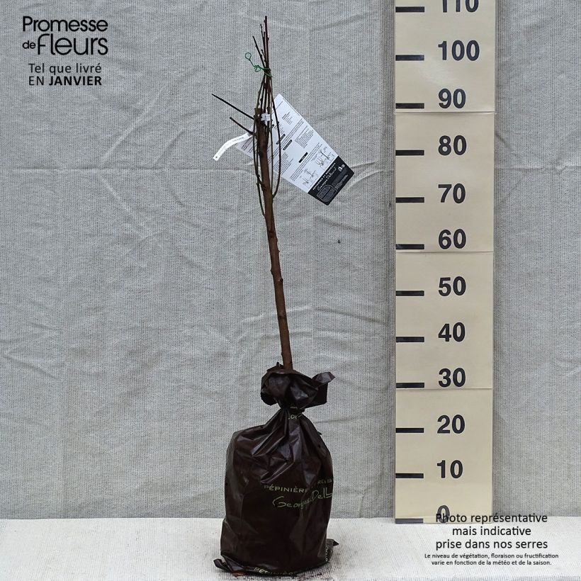 Spécimen de Pêcher de Vigne blanche - Pêche de vigne Motte "Prêt-à-planter", Gobelet tel que livré en hiver