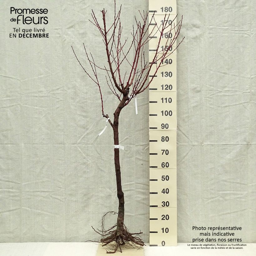 Spécimen de Pêcher de Vigne blanche - Pêche de vigne Grandes Racines nues, GobeletHauteur livrée env. 140/160cm tel que livré en hiver