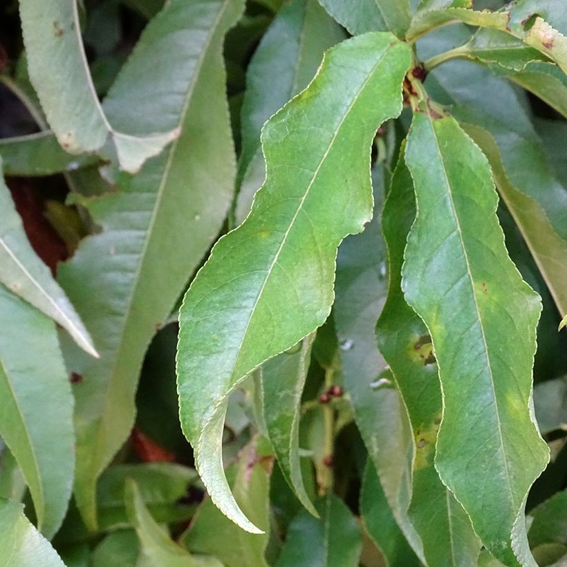 Pêcher de Vigne Jaune - pêche de vigne (Récolte)