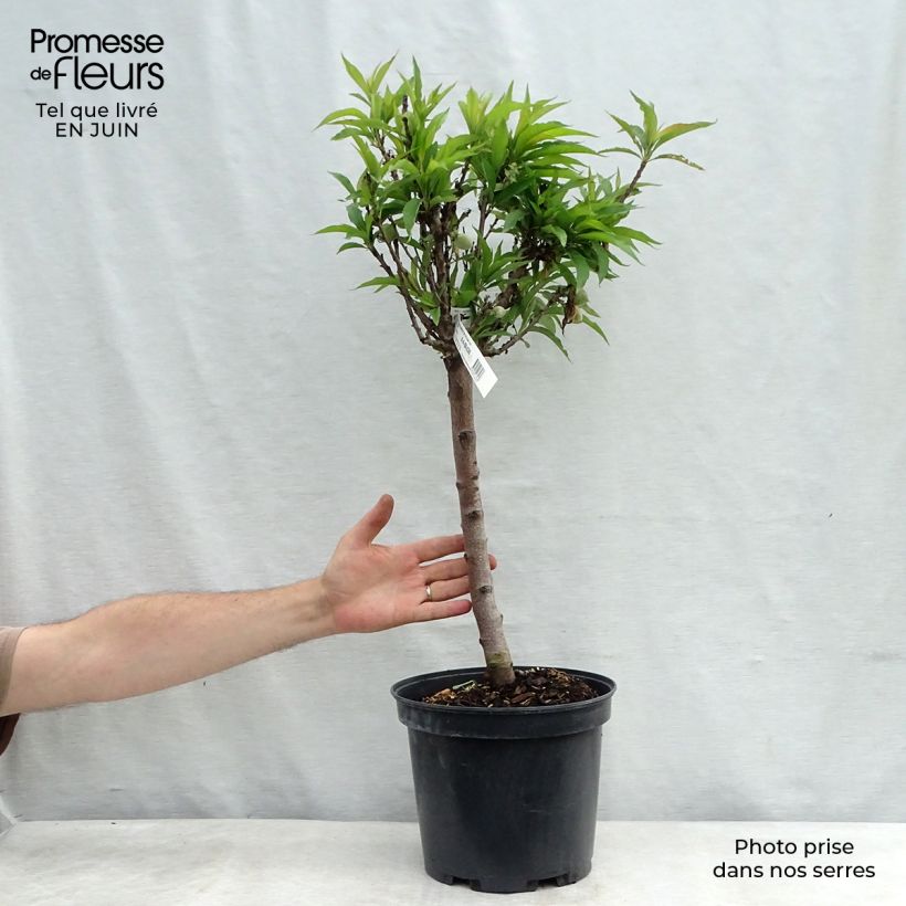 Spécimen de Pêcher nain Amber Pix Zee  Pot de 6L/7L, Nain, Tige de 40 cm tel que livré en été