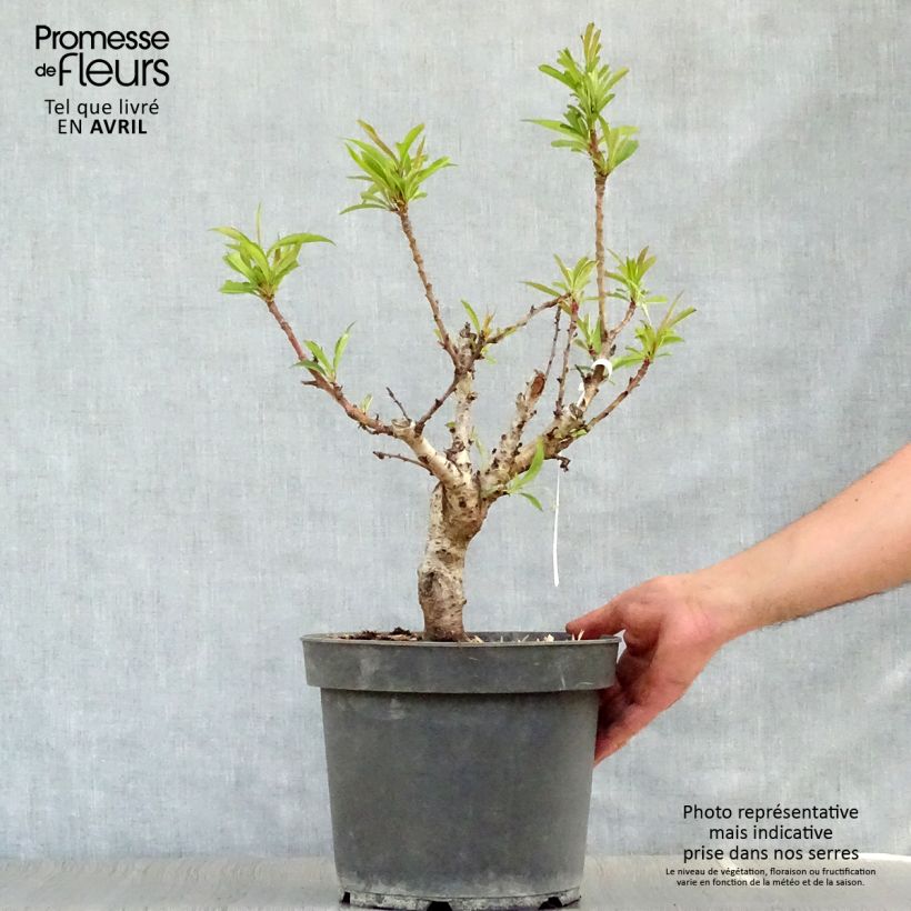Spécimen de Pêcher nain Amber Pix Zee en pot de 6L/7L tel que livré au printemps