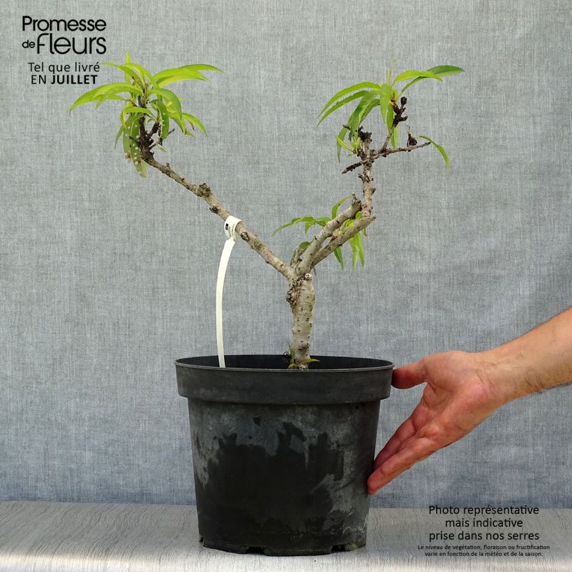 Spécimen de Pêcher nain Diamond Zaipevi Pot de 6L/7L, Nain, Tige de 40 cm tel que livré en été