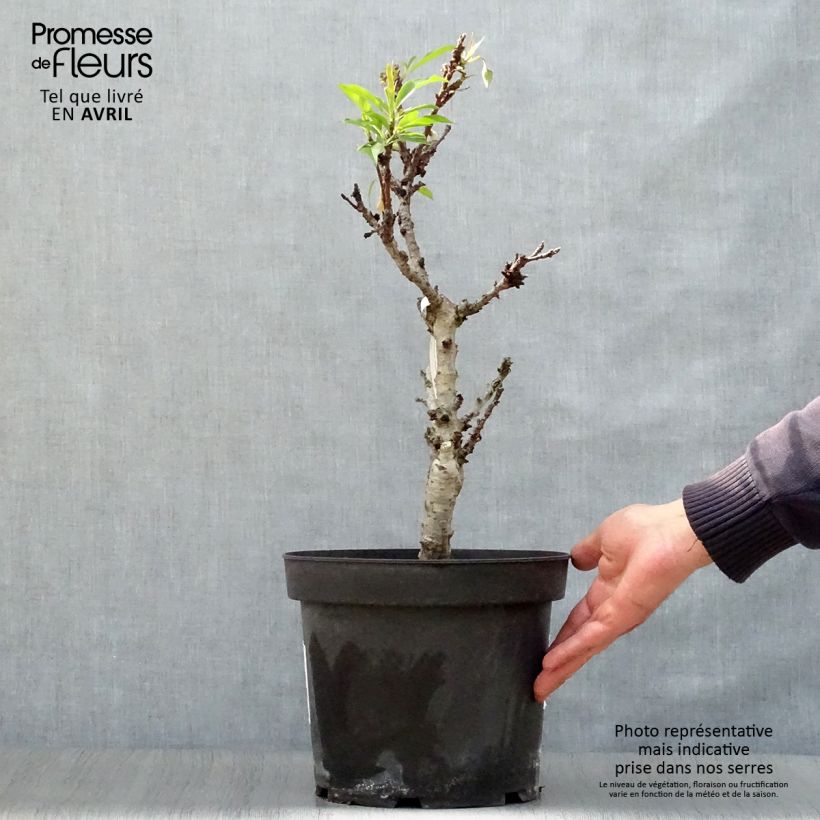 Spécimen de Pêcher nain Diamond Zaipevi Pot de 6L/7L, Nain, Tige de 40 cmHauteur livrée env. 60cm tel que livré au printemps