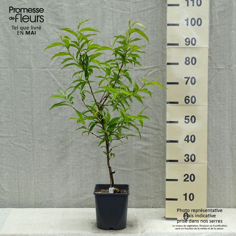 Spécimen de Pêcher nain Fruit Me Peach Me Red Pot de 4L tel que livré au printemps