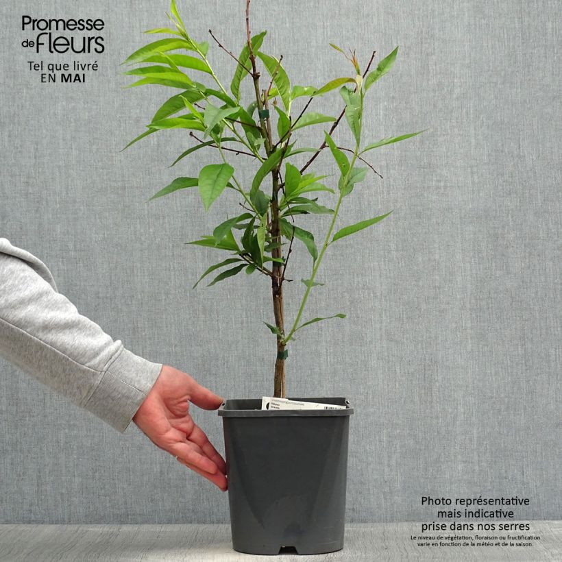 Spécimen de Pêcher nain Fruit Me Peach Me Yellow Pot de 4L tel que livré au printemps