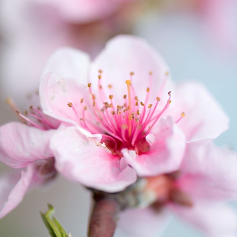 Pêcher nain Fruit Me Peach Me Donut (Floraison)