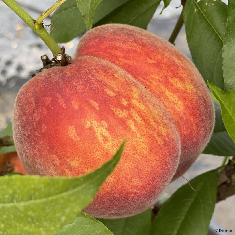 Pêcher nain Fruit Me Peach Me Red (Récolte)