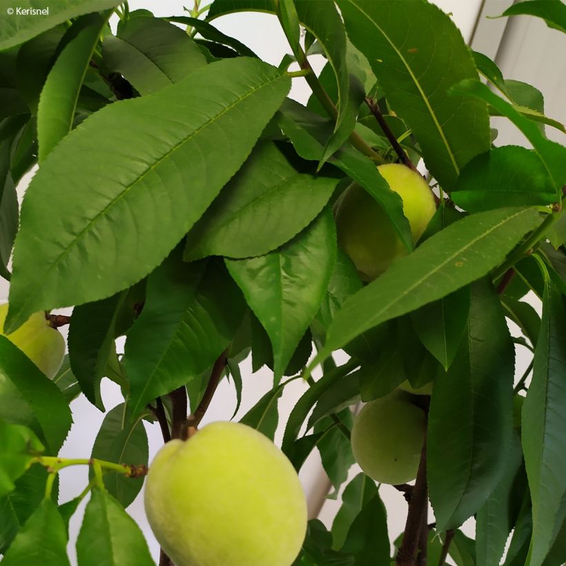 Pêcher nain Fruit Me Peach Me Yellow (Feuillage)