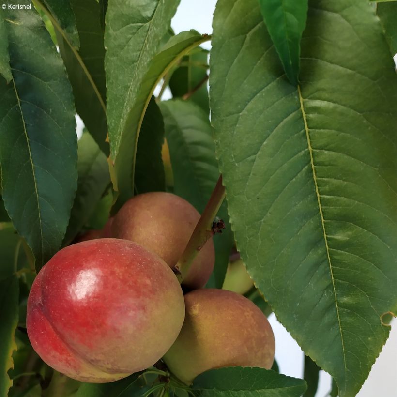 Pêcher nectarinier nain Fruit Me Necta Me (Feuillage)