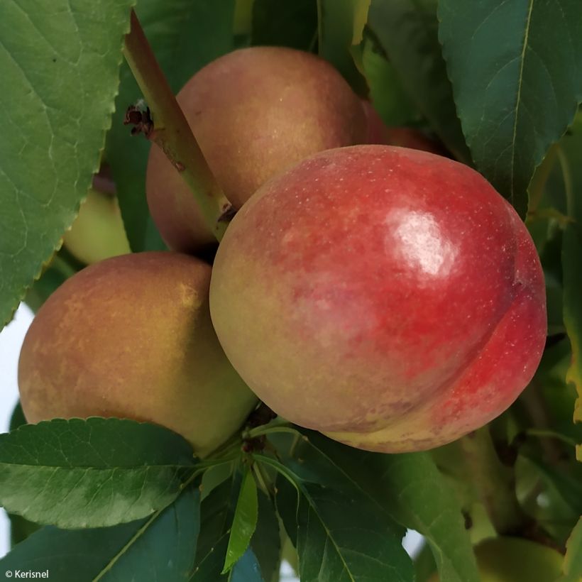 Pêcher nectarinier nain Fruit Me Necta Me (Récolte)