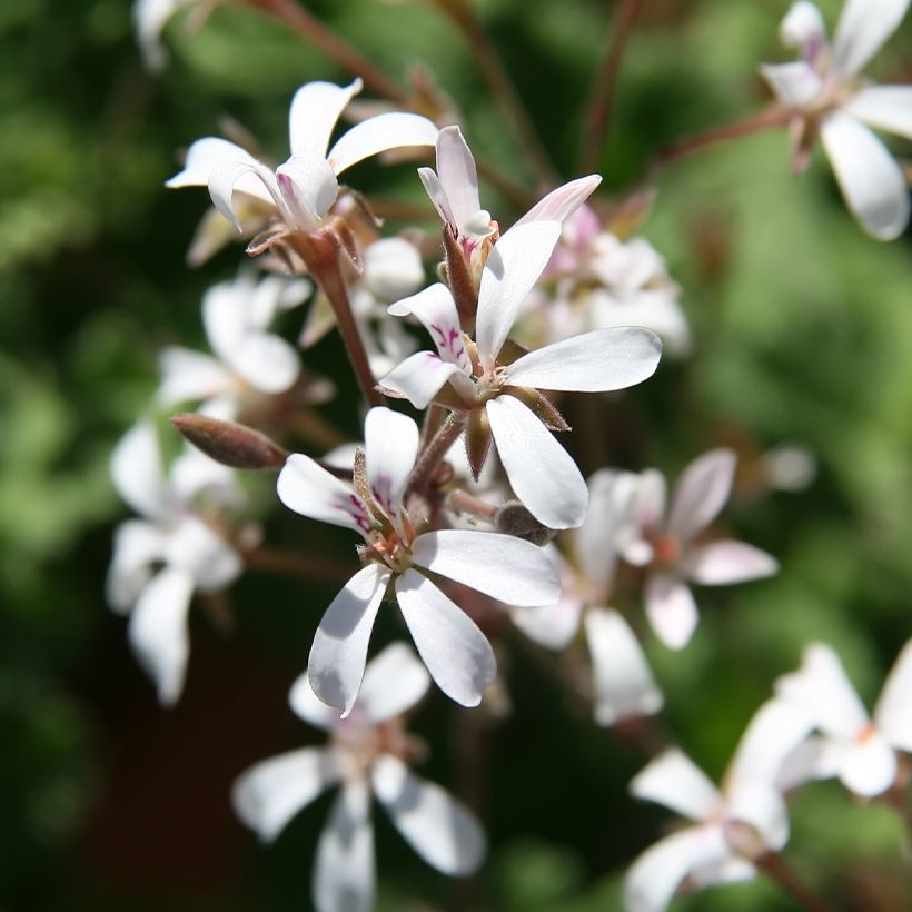 Pelargonium Ardwick Cinnamon - Géranium d'odeur parfum cannelle (Floraison)