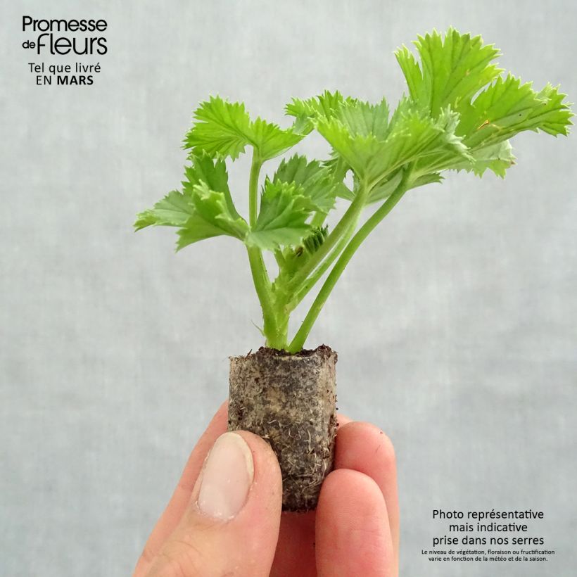 Spécimen de Pelargonium  Bermuda Merlot - Géranium des fleuristes Mini-motte 3 cm tel que livré au printemps