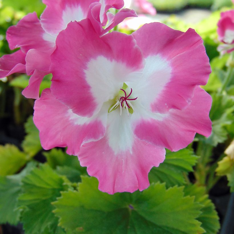 Pelargonium Bermuda Pink - Géranium des fleuristes (Floraison)