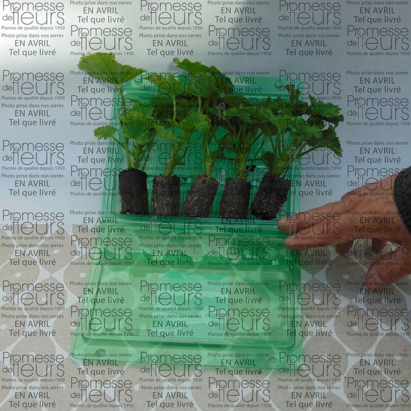 Exemple de spécimen de Pelargonium Bermuda Pink - Géranium des fleuristes Mini-motte 4 cm tel que livré