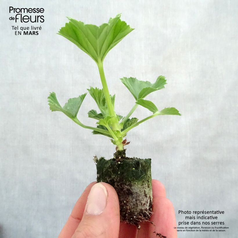 Spécimen de Pelargonium Burghi - Géranium des fleuristes Mini-motte 3 cm tel que livré au printemps