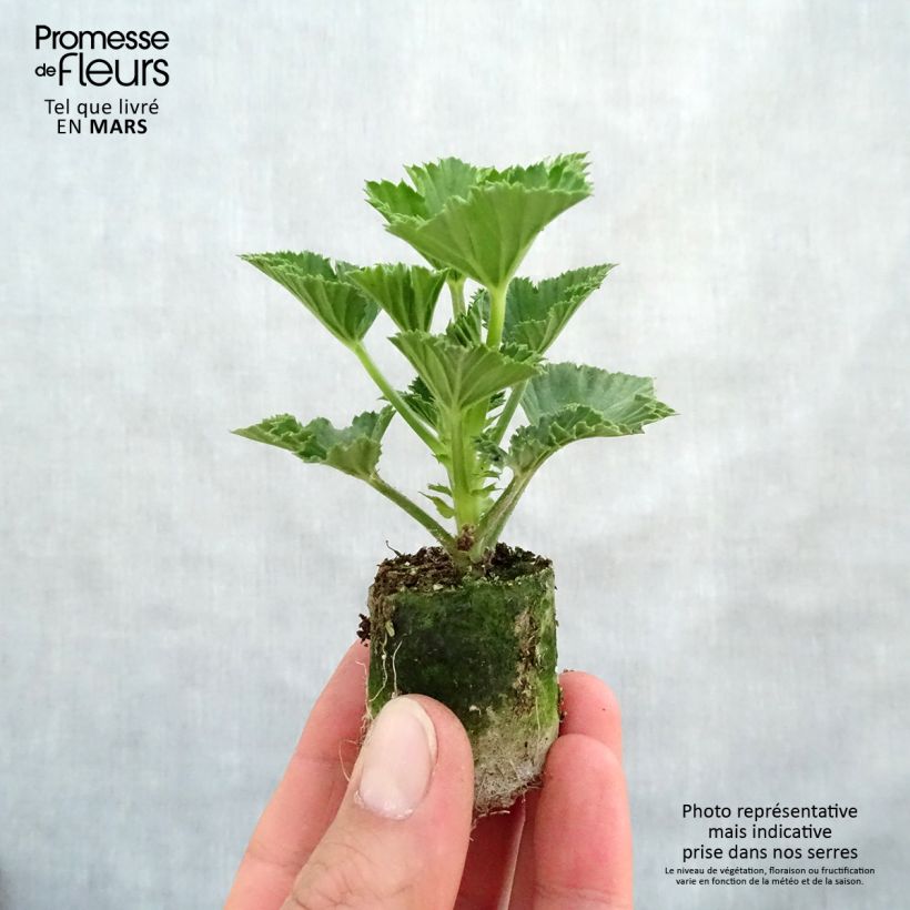 Spécimen de Pelargonium Cynthia - Géranium des fleuristes Mini-motte 3 cm tel que livré au printemps
