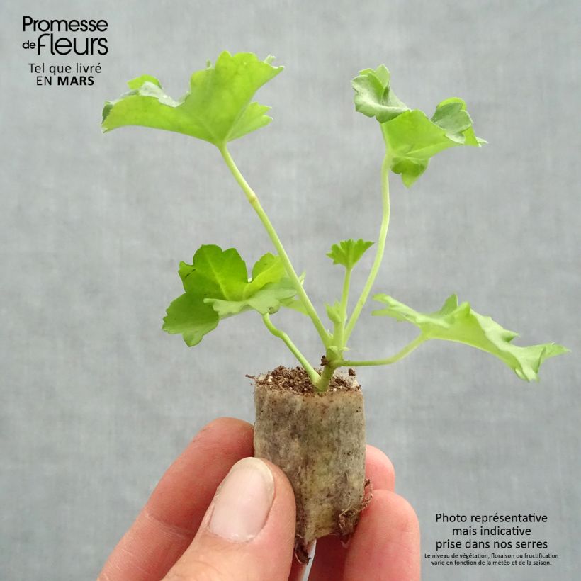 Spécimen de Pelargonium Double Apricot Salmon Orange - Géranium-lierre Mini-motte 4 cm tel que livré au printemps