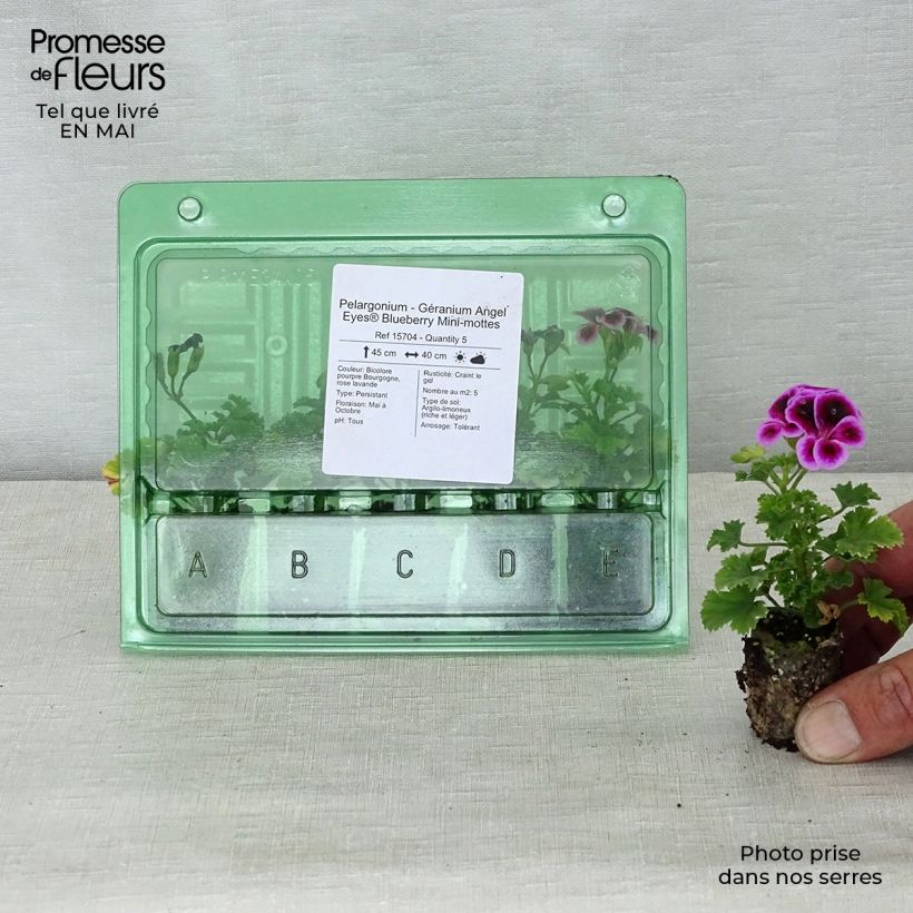 Spécimen de Pélargonium - Géranium Angel Eyes Blueberry Mini-motte 4 cm tel que livré au printemps