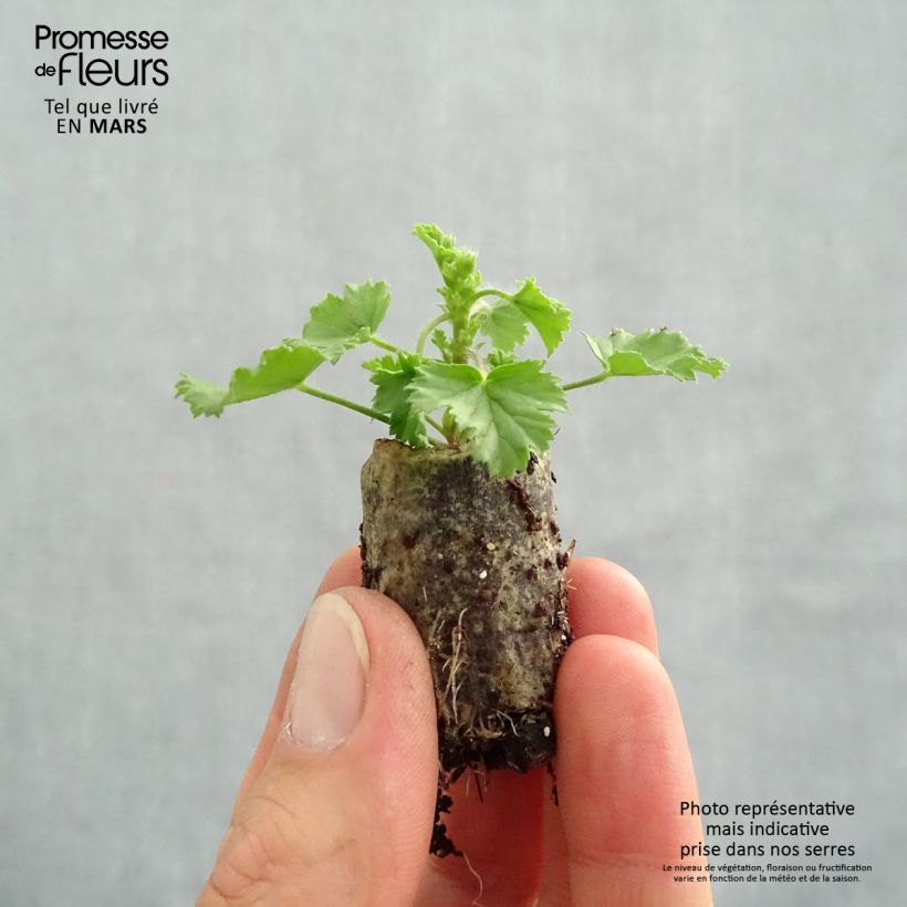 Spécimen de Pelargonium - Geranium Angel Eyes Magenta Mini-motte 3 cm tel que livré au printemps