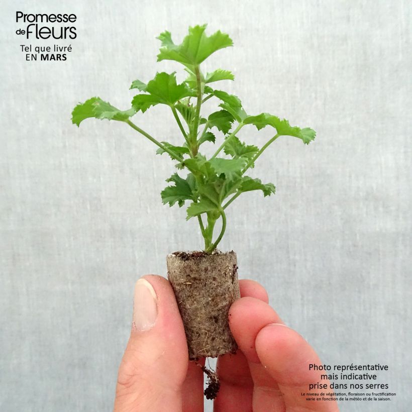 Spécimen de Pelargonium - Géranium Angel Eyes® Randy Mini-motte 4 cm tel que livré au printemps