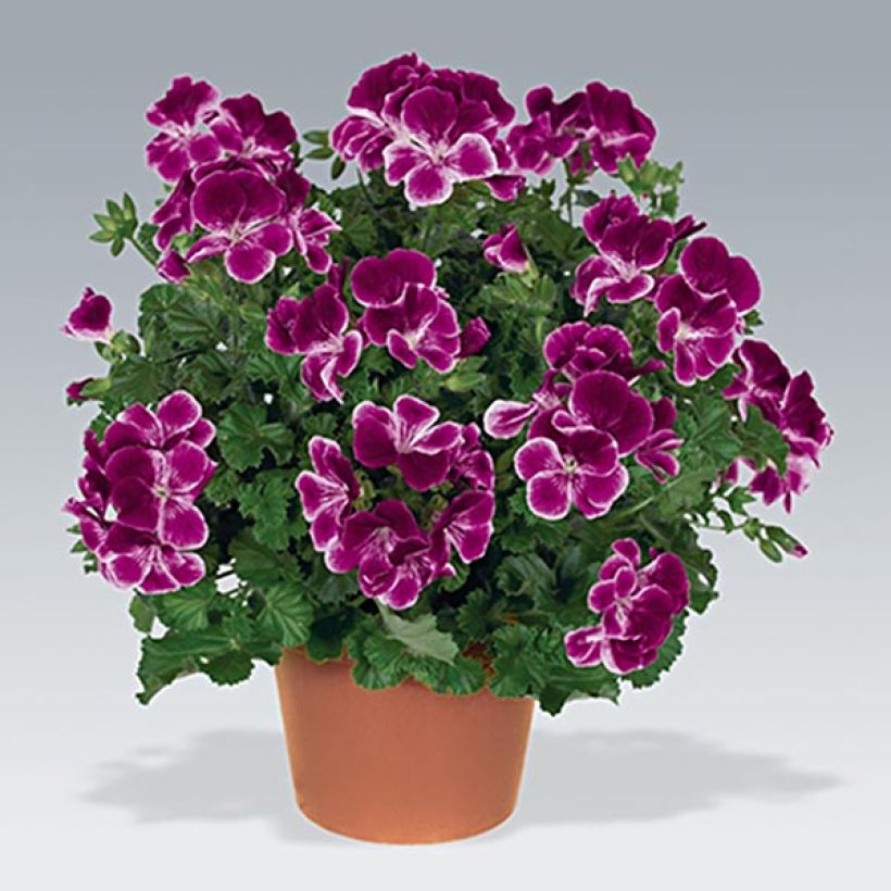 Pelargonium - Géranium Angeleyes Burgundy (Floraison)