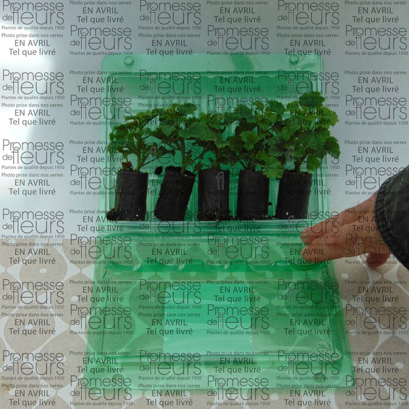 Exemple de spécimen de Pelargonium - Géranium Angeleyes Burgundy Mini-motte 4 cm tel que livré