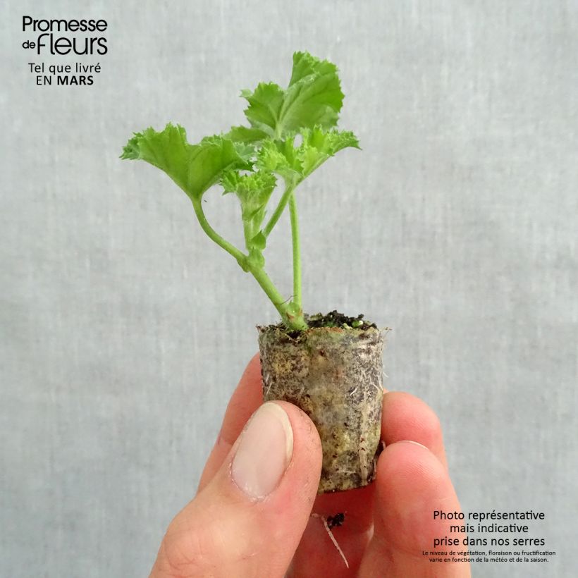Spécimen de Pelargonium - Géranium Angel's Perfume Mini-motte 4 cm tel que livré au printemps