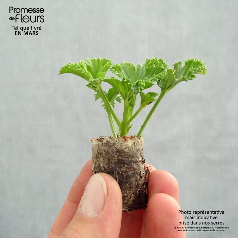 Spécimen de Pelargonium - Geranium Candy Flowers White Mini-motte 3 cm tel que livré au printemps