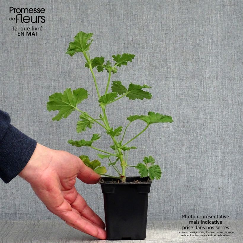 Spécimen de Pelargonium - Géranium parfumé Attar of Roses en pot tel que livré au printemps