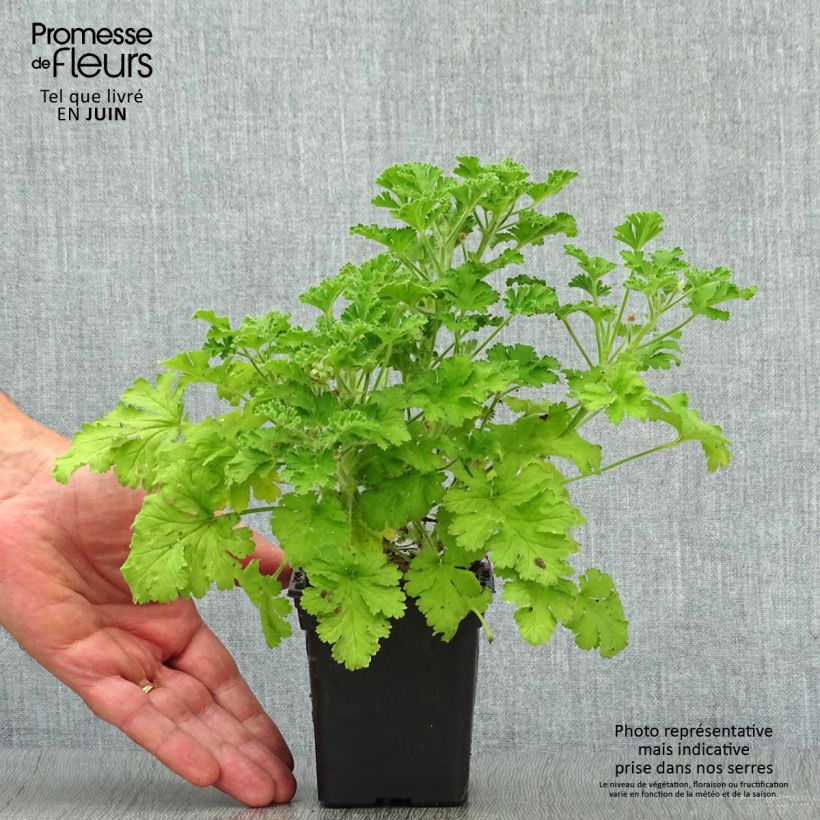 Example of Pelargonium - Géranium parfumé Concolor Lace en pot as you get in ete