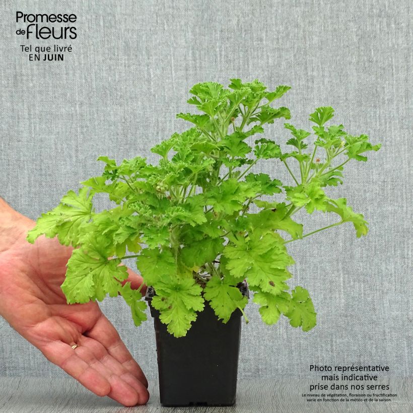 Spécimen de Pelargonium - Géranium parfumé Concolor Lace en pot Godet de 7/8 cm tel que livré en été