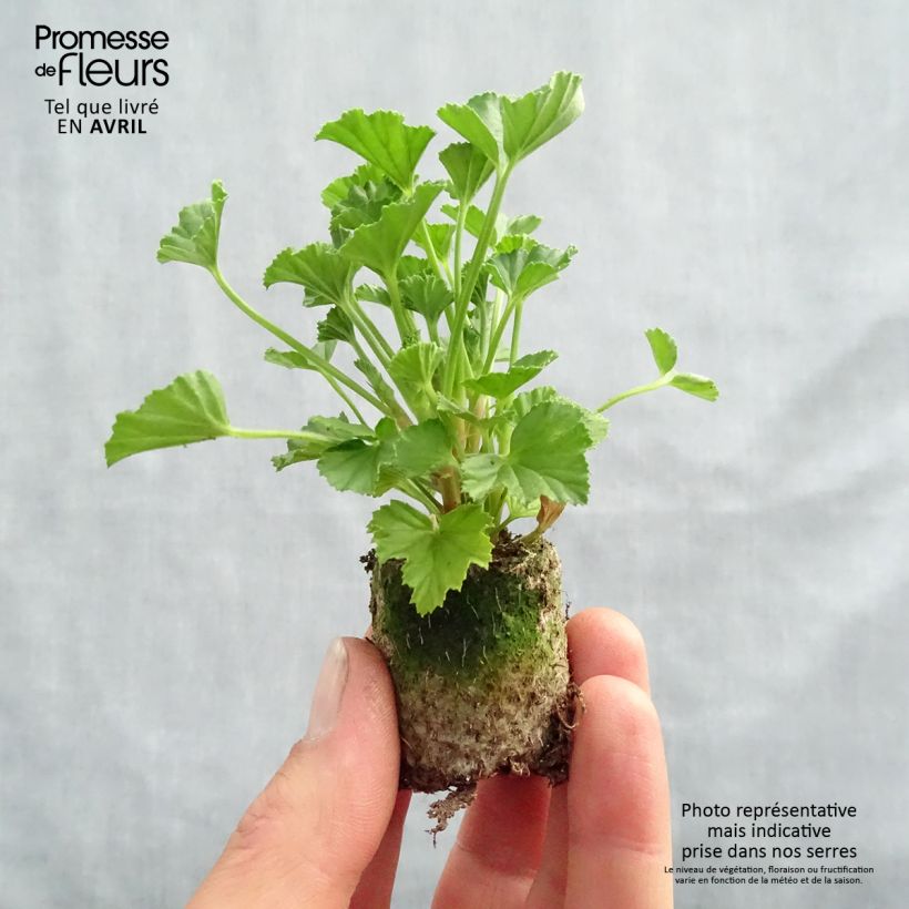 Spécimen de Pelargonium - Géranium parfumé Mosquitaway Lizzy Mini-motte 4 cm tel que livré au printemps