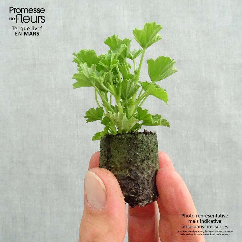 Spécimen de Pelargonium - Géranium parfumé Mosquitaway Megan Mini-motte 3,5 cm tel que livré au printemps