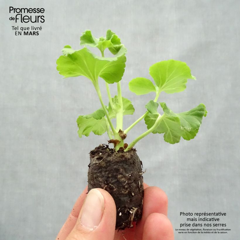 Spécimen de Pelargonium - Geranium parfumé Mosquitaway Nova tel que livré en printemps