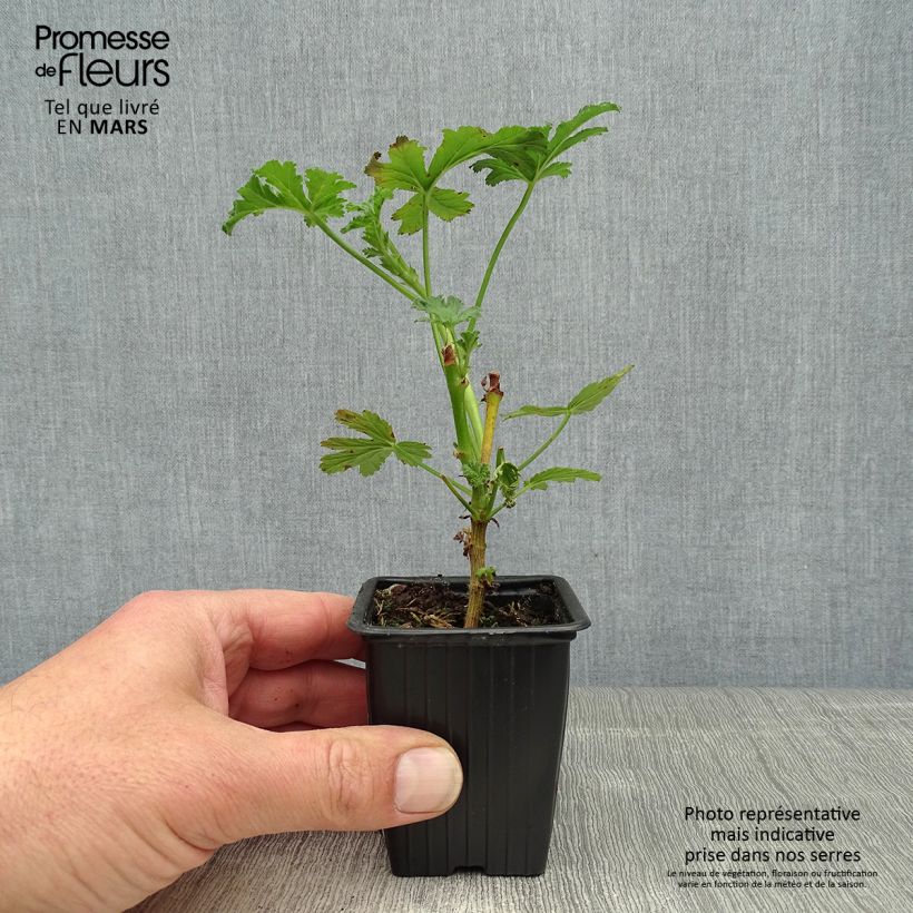 Spécimen de Pélargonium - Geranium parfumé Paton's Unique Godet de 7/8 cm tel que livré au printemps