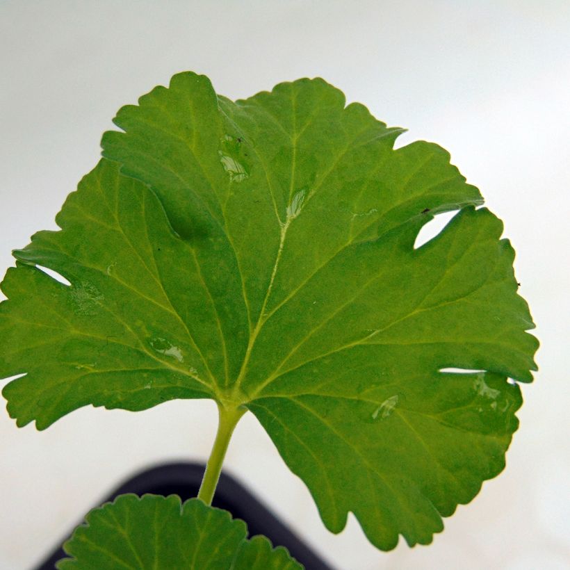 Pelargonium - Géranium parfumé fragrans (Feuillage)