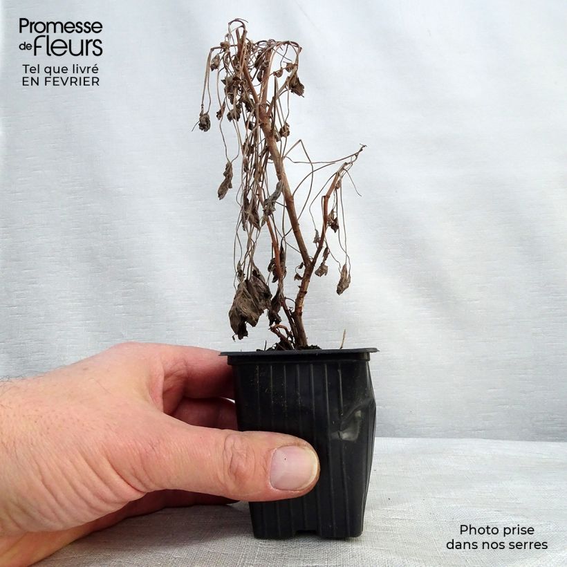 Spécimen de Pelargonium - Géranium parfumé fragrans tel que livré en hiver