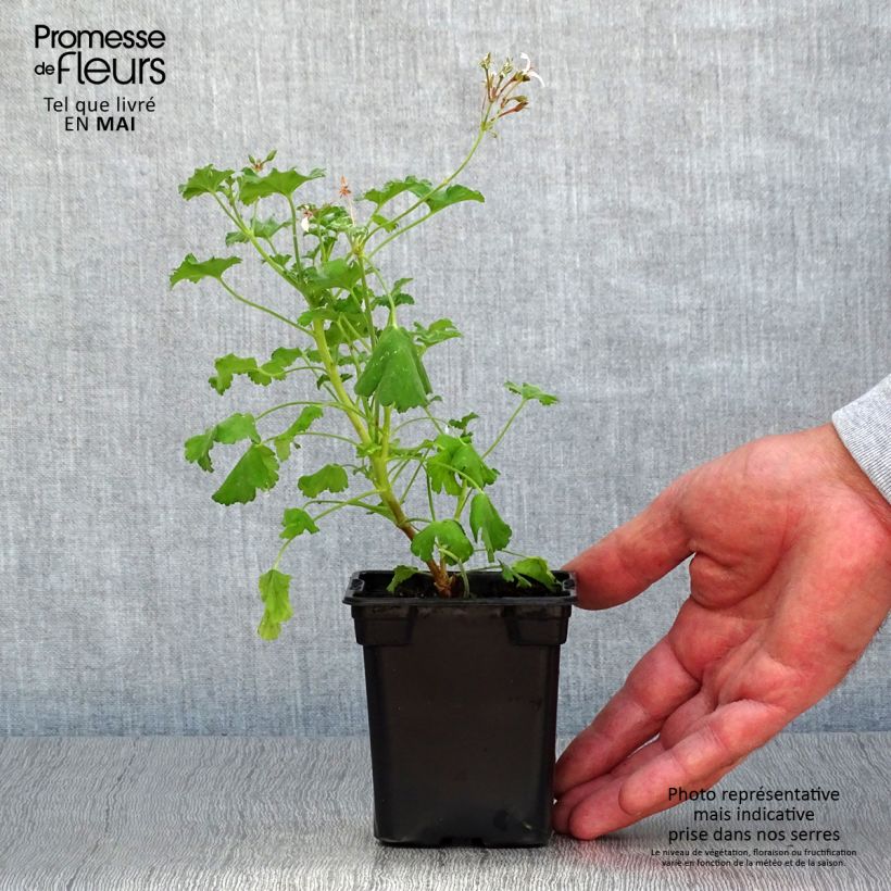 Spécimen de Pelargonium - Géranium parfumé fragrans tel que livré au printemps