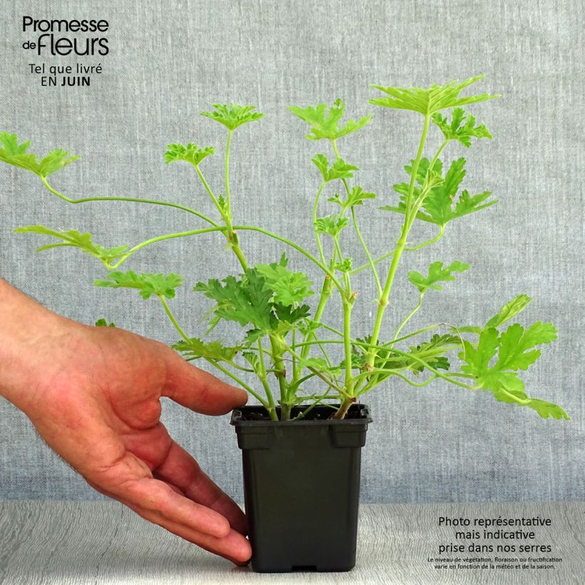 Spécimen de Pelargonium - Géranium parfumé graveolens Godet de 7/8 cm tel que livré en été