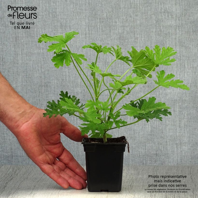 Spécimen de Pelargonium - Géranium parfumé graveolens tel que livré au printemps