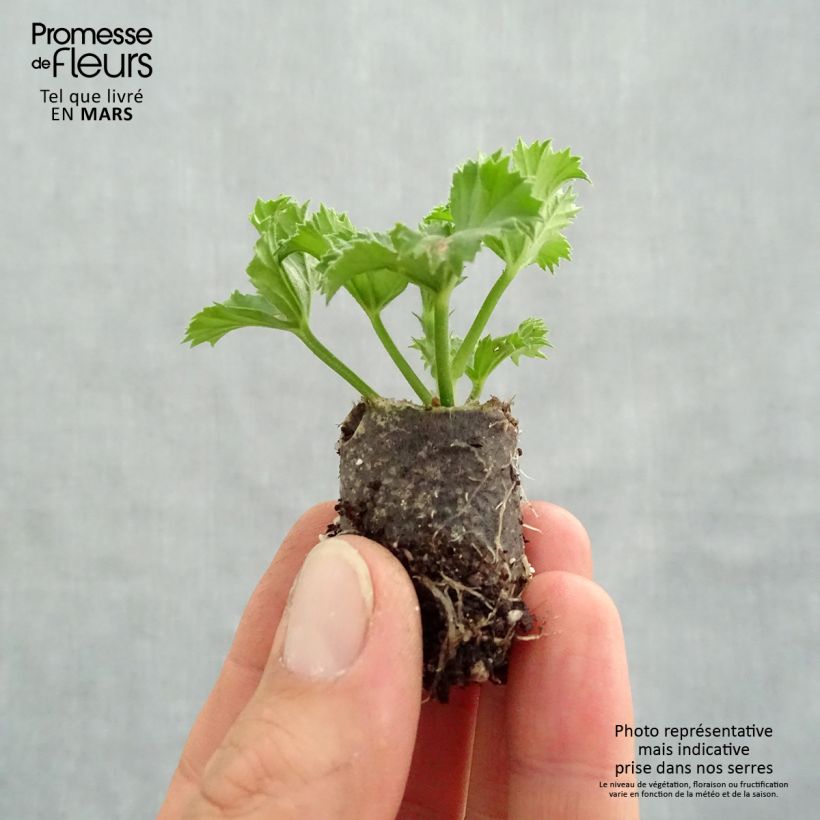 Spécimen de Pelargonium Pinkerbell - Géranium des fleuristes tel que livré au printemps